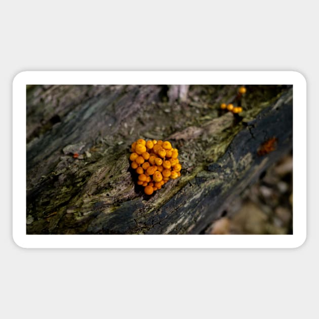 Mushroom growing in the wild jigsaw puzzle Sticker by Baraka Designs